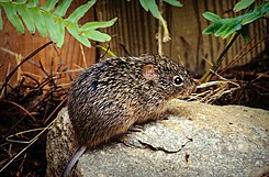 The cotton rat Sigmodon hispidus is a hantavirus carrier that becomes a threat when it enters human habitation in rural and suburban areas.