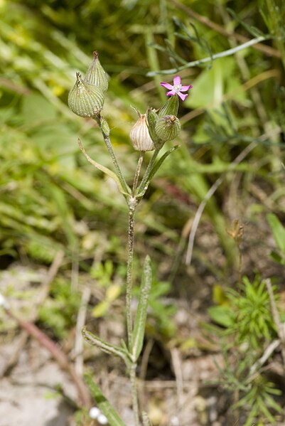 File:Silene conica bethisy-saint-martin 60 18062008 2.jpg