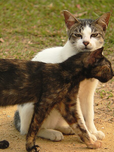 File:Singapore wild cats 1.jpg