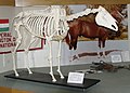 Ibn Galal VI Deutsch: Skelett eines Arabischen Vollblüters im Museum des Nationalgestüts Bábolna in Ungarn English: Skeleton of a purebred Arabian Horse at the national stud in Bábolna in Hungary