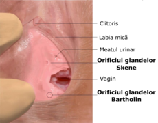 Skenes gland RO.png