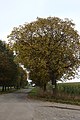 Čeština: Strom v aleji ve Skrýšově u Ratměřic, Středočeský kraj English: One of the trees in an alley in Skrýšov near Ratměřice, Central Bohemian Region, CZ