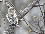 Thumbnail for File:Snösiska Hoary Redpoll (20350382445).jpg