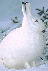 The snowshoe hare, and some other animals, change color in winter. Snowshoe hare.jpg