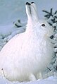 சூழலுக்கேற்ப நிறம் மாற்றிக்கொள்ளும் Snowshoe Hare எனப்படும் ஒரு வகை முயல்