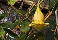 * Nomination Chalice vine (Solandra longiflora). --Rhododendrites 05:34, 21 January 2017 (UTC) * Decline  Oppose Insufficient quality. Sorry. IMO not sharp enough. --XRay 06:47, 21 January 2017 (UTC)