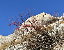 Le ceneri di montagna trattengono i loro frutti durante il tardo autunno.