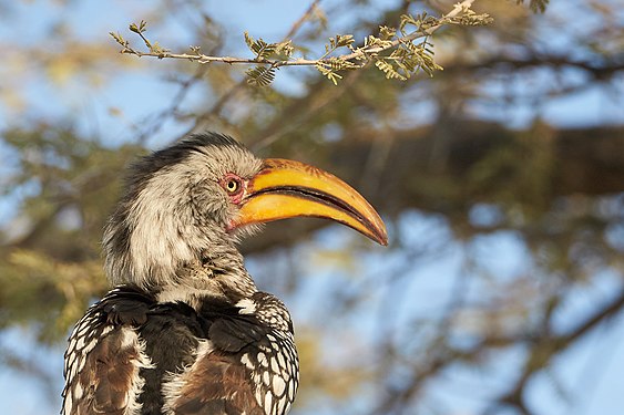 Beak of southern yellow-billed hornbill (tockus leucomelas) in Okaukuejo, Etosha, Namibia
