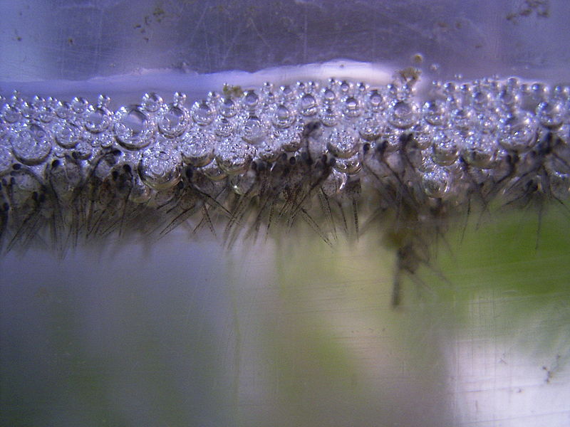 File:Spawn hatched fish 2.JPG