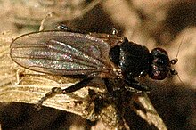 Sphaeroceridae (Sphaeroceroidea)