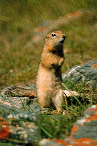 <span class="mw-page-title-main">Long-tailed ground squirrel</span> Species of rodent