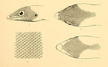 Sphaerodactylus goniorhynchus 02-Barbour 1921.jpg