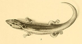 Billedbeskrivelse Sphaerodactylus notatus 01-Barbour 1921.jpg.