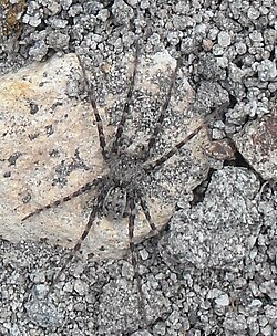 Spider NZ Anoteropsis aerescens.jpg