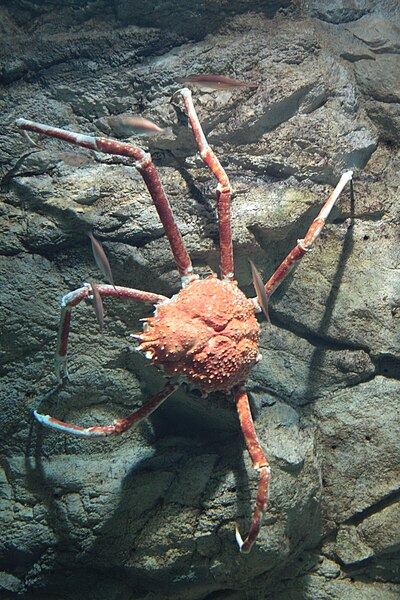 File:Spider crab in SPb aquarium.jpg