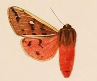 <i>Spilaethalida turbida</i> Species of moth