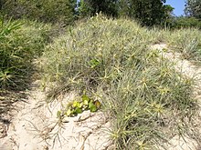 Spinifex sericeus habit2 (8278210487) .jpg