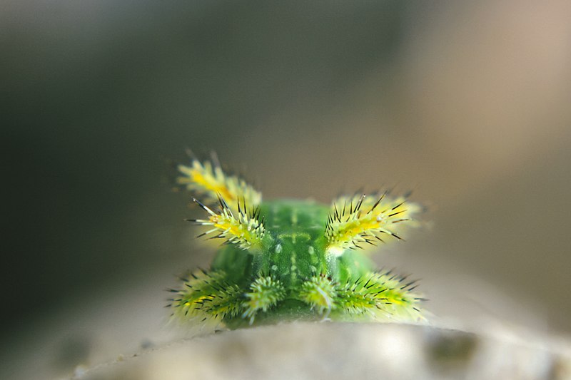 File:Spiny Oak Slug (Euclea delphinii).jpg