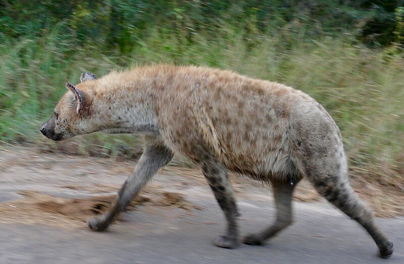 File:Spotted Hyena (Crocuta crocuta) (53052292023).jpg