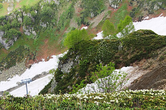 Spring in the Caucasus near Sochi