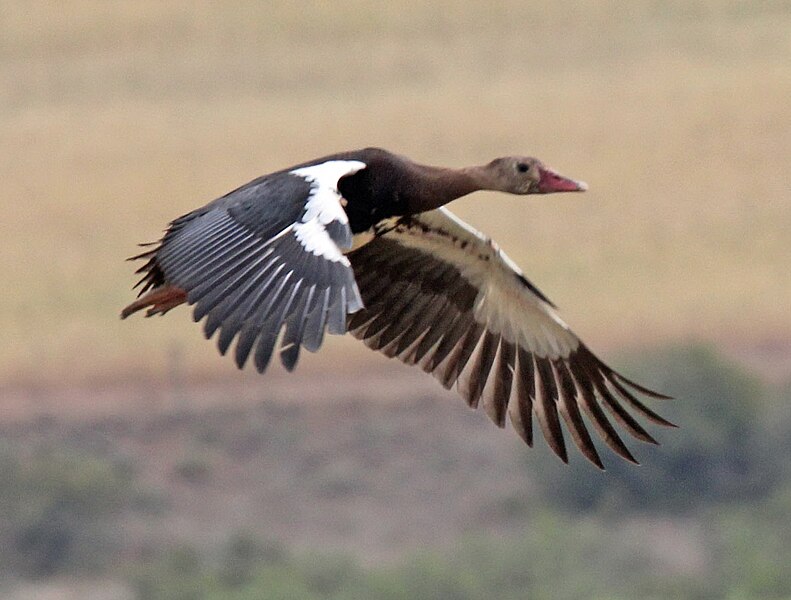 File:Spur-winged Goose RWD4.jpg