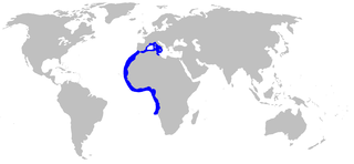 Sawback angelshark Species of shark