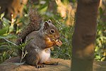 Squirrel with nut.jpg