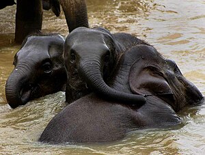 Sri Lanka Elephants 02.jpg