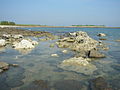 St. Martin's Island Corals