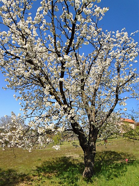 File:Stablo trešnje Germersdorfer u cvatu.jpg