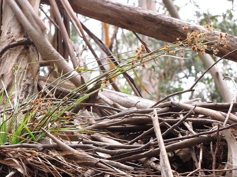 File:Starr-110725-7832-Luzula hawaiiensis-seeding habit-Olinda-Maui (24983549592).jpg