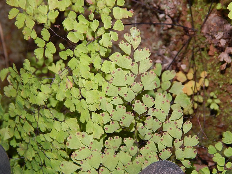 File:Starr-141229-3313-Adiantum raddianum-sori-Hoku Nui Piiholo-Maui (25132121652).jpg