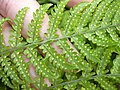 Starr 040522-0029 Dryopteris sandwicensis.jpg