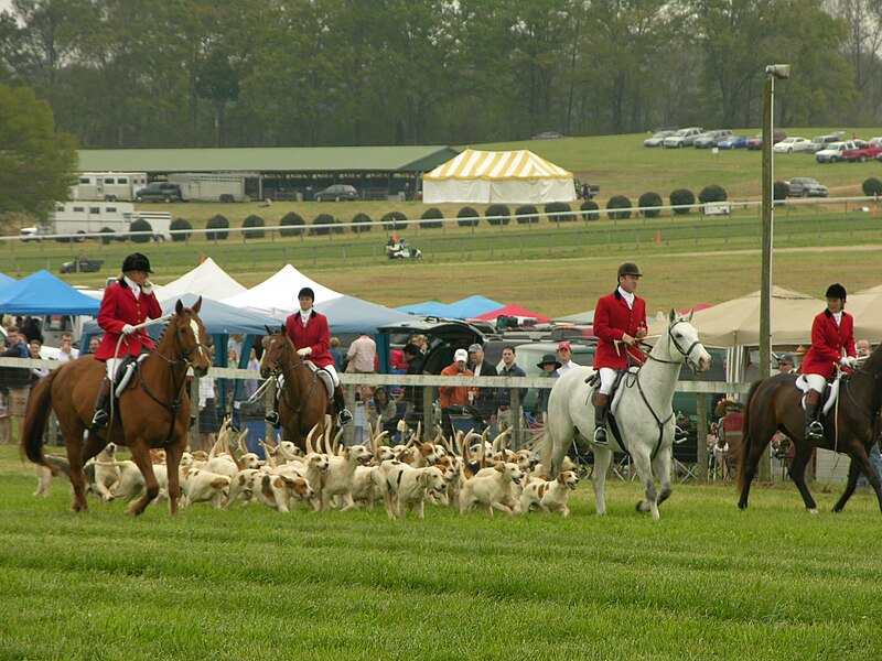 File:Steepleschase Atlanta American Foxhound.jpg