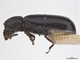 Stephanopachys linearis