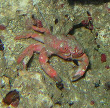 Strawberry crab.jpg