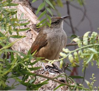 Streak-fronted thornbird Species of bird