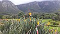 Strelitzia juncea, Kirstenbosch National Botanical Garden, Cape Town