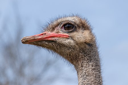 Portrait of a male Common ostrich