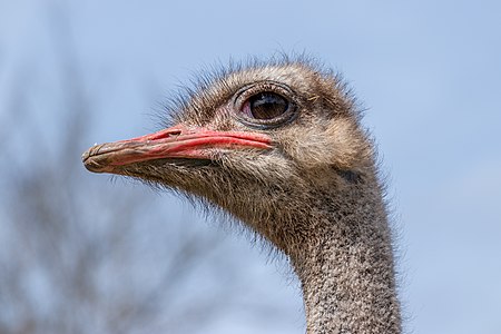 Struthio camelus (Common Ostrich)