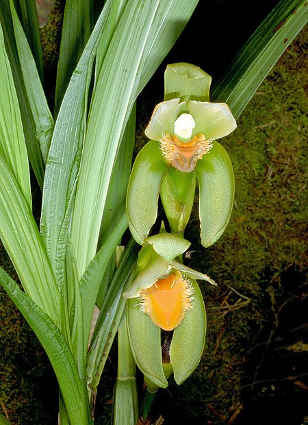 Sudamerlycaste reichenbachii