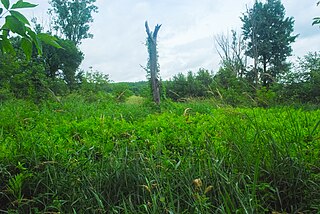 Summerton Bog Bog and state natural area in Marquette County, Wisconsin