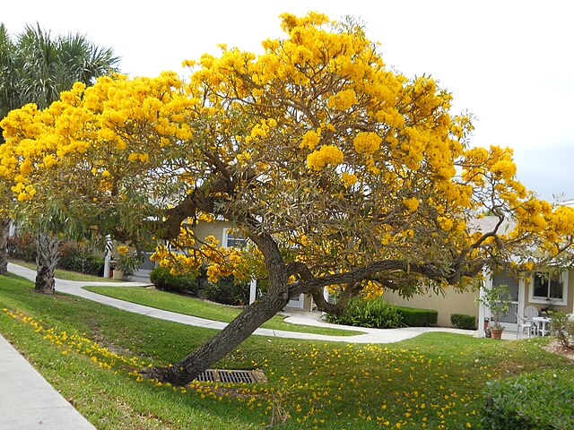 Tabebuia off Savanna Road in Jensen Beach. April 2010. Typical of such trees blooming throughout Martin county in the spring