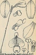 Taeniophyllum nephrophorum