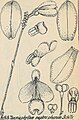 Taeniophyllum nephrophorum (1928) (Detail)