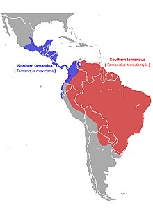 Tamandua range species.jpg