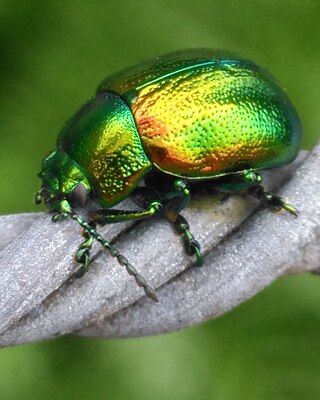 <span class="mw-page-title-main">Tansy beetle</span> Species of beetle