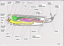 Taret Anatomie.JPG