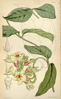 <i>Temnadenia</i> Genus of plants