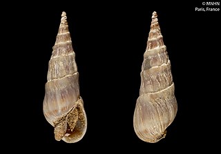 <i>Duplicaria brevicula</i> Species of gastropod